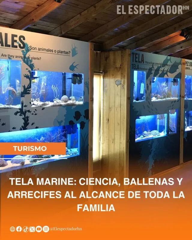 Tela Marine: ciencia, ballenas y arrecifes al alcance de toda la familia