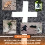 Envenenamiento de animales en Brisas de Suyapa genera repudio en redes sociales