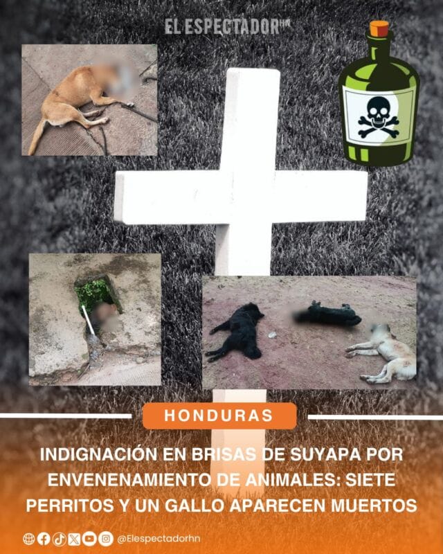 Envenenamiento de animales en Brisas de Suyapa genera repudio en redes sociales