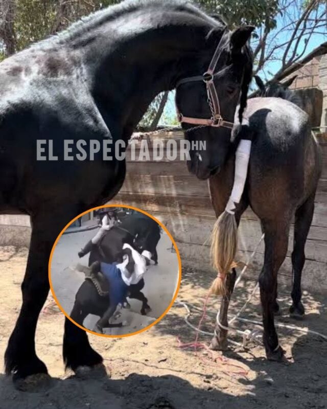Caballos 