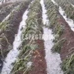 Cae granizada en Intibucá y causa daños en cultivos de papa