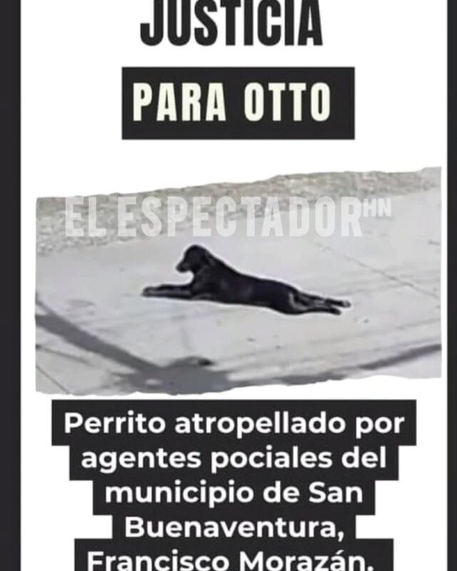 Patrulla de la Policía Nacional atropella a un perro en San Buenaventura