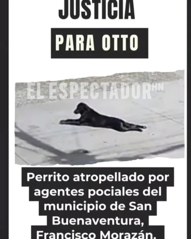 Patrulla de la Policía Nacional atropella a un perro en San Buenaventura