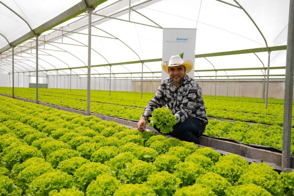 WALMART FACILITA UNA CASA MALLA A PRODUCTOR DE ESCAROLA