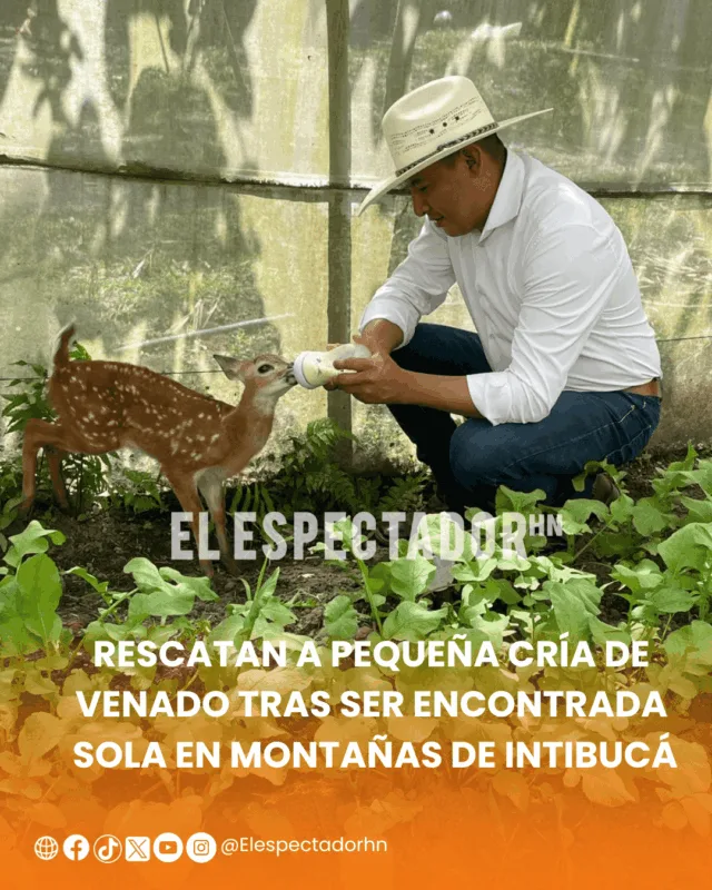 Venado
