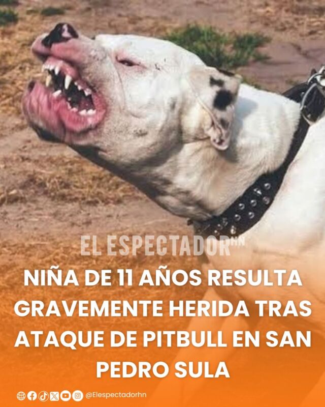 Pitbull