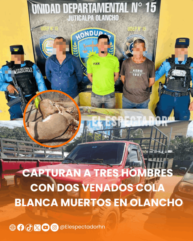 venados cola blanca