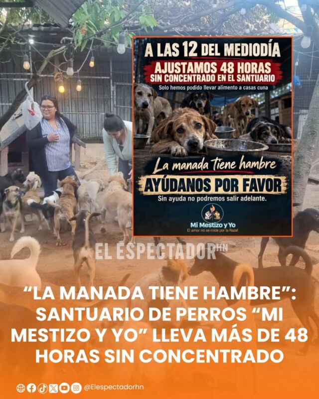 
“La manada tiene hambre”: santuario de perros “mi mestizo y yo” lleva más de 48 horas sin concentrado
